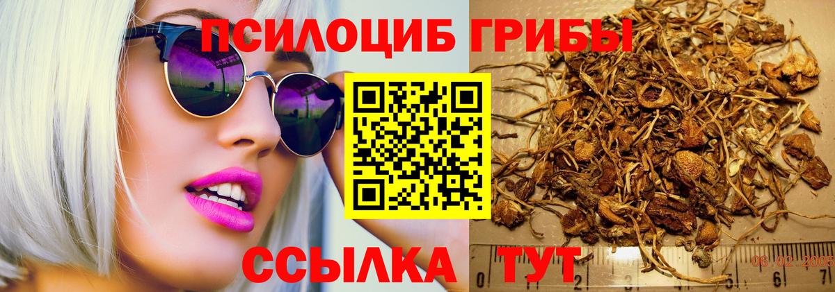 Светлоград  продажа наркотиков  Вход с VPN  Галлюциногенные грибы мицелий  Галлюциногенные грибы прущие грибы 